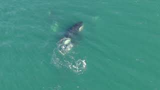 Drone footage of Orca Hunting Porpoise Full Video [upl. by Amal]