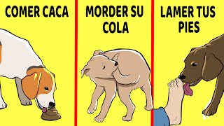 15 Comportamientos Extraños De Los Perros Explicados [upl. by Nimocks]