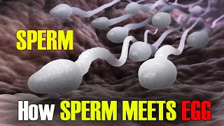 Fertilization  How Sperm Meets an Egg Fertilization I Incredible 3D Animation [upl. by Eisenstark]