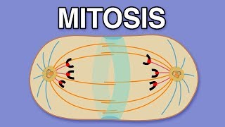 MITOSIS CYTOKINESIS AND THE CELL CYCLE [upl. by Marianne304]