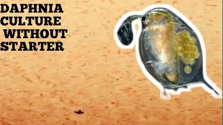 HOW TO CULTURE DAPHNIA NATURALLY WITHOUT A STARTER [upl. by Oirazan]