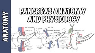 Pancreas  Structure and Function [upl. by Nilahs572]