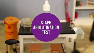 MicroLab  Staph Agglutination Test [upl. by Arreik]