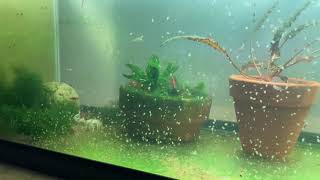 Daphnia Culturing Snails or no snails [upl. by Nnagem327]