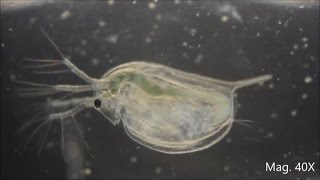 Daphnia magna under the Microscope [upl. by Novaelc]