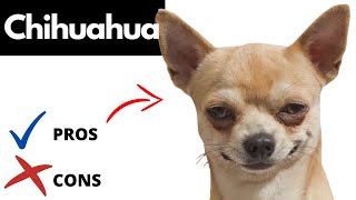 Chihuahua Pros And Cons SHOCKING [upl. by Wsan]