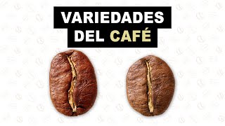 Variedades del café  Se habla café [upl. by Wash]