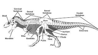 A Guide to Paleontological Terms [upl. by Hagood704]