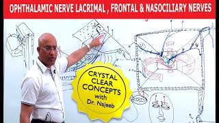 Ophthalmic Nerve  Lacrimal Frontal and Nasociliary Nerves [upl. by Ynhoj]