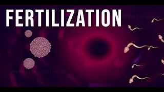 WHAT IS FERTILIZATION [upl. by Oiragelo]