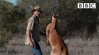 Dont mess with Roger the Kangaroo  Kangaroo Dundee  BBC [upl. by Bobker246]