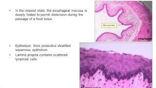 Upper gastrointestinal histology [upl. by Meldoh686]