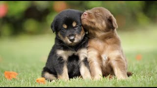 Peaceful Energetic Calming Puppies At Play With Soothing Relaxation Ambiance Classical Music [upl. by Latona841]