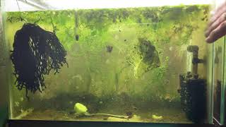 Scuds Daphnia Cherry Shrimp Copepods My aquatic food culture [upl. by Bovill]