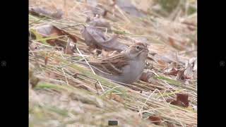 Chipping Sparrow NonbreedingWinter Identification Example [upl. by Ahsitak534]