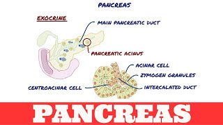 Acute Pancreatitis Causes Diagnosis and Care  Ohio State Medical Center [upl. by Silverts]