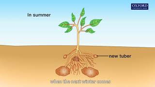 Animation 121 The process of vegetative propagation [upl. by Thirzi]