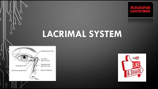 Lacrimal System Anatomy and Physiology [upl. by Ailama]