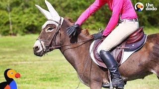 Donkey Loves Jumping With Her Mom  The Dodo [upl. by Bravin]