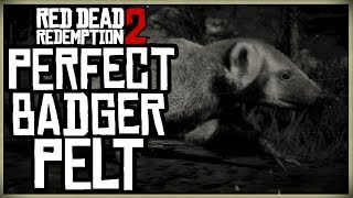 HOW TO GET A PERFECT BADGER PELT  RED DEAD REDEMPTION 2 PRISTINE BADGER HUNT [upl. by Nerissa]