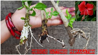 THREE EASY WAY TO PROPAGATE HIBISCUS FROM CUTTINGS WITH RESULT AND COMPARISON [upl. by Blount]