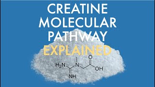 What is creatine and how does it work [upl. by Einnep]