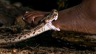 Viper Bite in Slow Mo  BBC Earth [upl. by Milda]