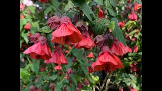 Abutilons [upl. by Hooker]