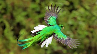 6 Most Beautiful Quetzals in the World [upl. by Ydne]