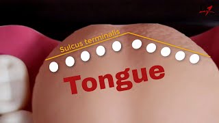 Remember the papillae of tongue [upl. by Kevina]