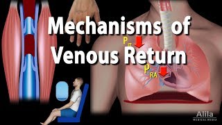 Mechanisms of Venous Return Animation [upl. by Nally]