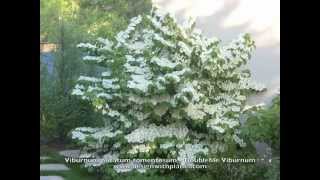 Viburnum plicatum tomentosum  Doublefile Viburnum [upl. by Hildegarde]