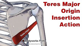 Teres Major Anatomy Origin Insertion amp Action [upl. by Hickey162]