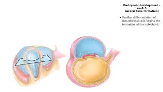 Embryonic development  Week 3 [upl. by Karissa]