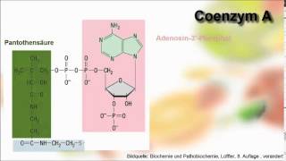 Biochemie ─ Wasserlösliche Vitamine [upl. by Dessma]