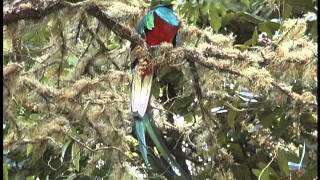 Resplendent Quetzal and the Avocado Symbiosis Part 1 [upl. by Cowie]