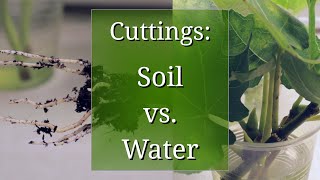 Plant Propagation by Cuttings in Water vs Potting Soil [upl. by Cami]