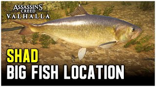 Assassins Creed Valhalla  Big Shad Location [upl. by Gale]