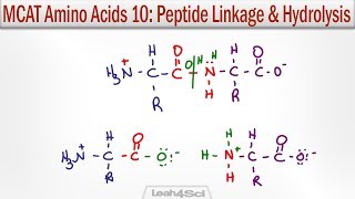 Amino Acid Peptide Linkage and Hydrolysis Reactions [upl. by Modeerf]