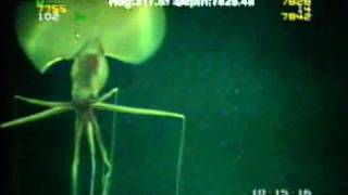 Magnapinna Squid Filmed at Drilling Site [upl. by Ateiluj]