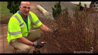 How do I prune a spirea bush  Ask BrightView [upl. by Nylrak458]