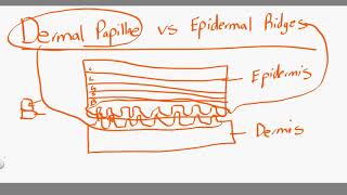 dermal papillae vs epidermal ridges [upl. by Soraya]