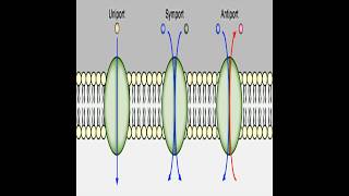 Transport membranaire [upl. by Anatniuq]