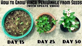 How to Grow Vinca or Periwinkle from Seeds With update videos [upl. by Reteid586]