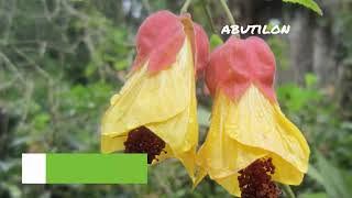 Abutilon  Abutilon Tips amp Tricks  Abutilon Care  Abutilon Plant [upl. by Cacilia]