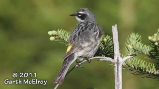 Yellowrumped Warbler [upl. by Neeneg]