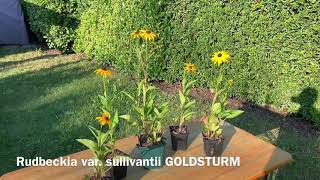 Stauden Pflanzenvermehrung gelber Sonnenhut Rudbeckia Jungpflanzen [upl. by Gothar]