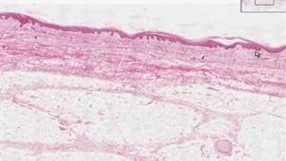 Shotgun Histology Introduction [upl. by Blisse222]