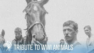 The Forgotten Army of WWI Tribute to Animals  War Archives [upl. by Arekat]