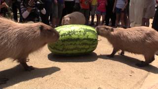 カピバラのジャンボスイカタイム Capybara VS Huge watermelon [upl. by Mariejeanne]